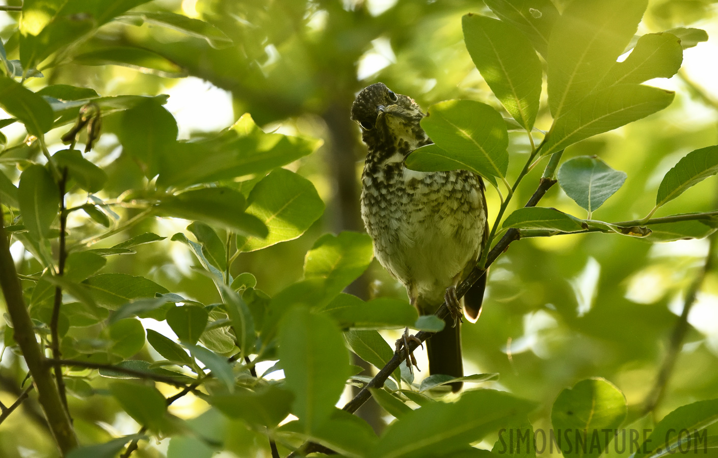 Catharus guttatus [400 mm, 1/500 sec at f / 7.1, ISO 2000]